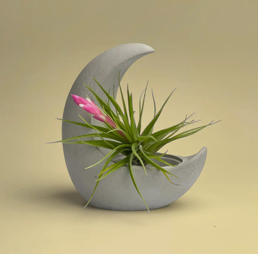 Crescent Air Plant or Tea Candle Holder