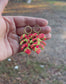 Monstera Clay Earrings